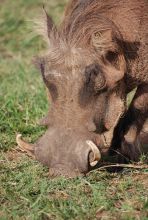 A warthog at Mantana Lake Mburo Camp, Lake Mburo National Park, Uganda