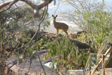 Waterberg Wilderness Lodge,  Waterberg Plateau, Namibia