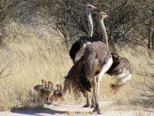 Waterberg Wilderness Lodge,  Waterberg Plateau, Namibia