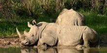 Waterberg Camp rhinos