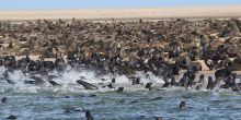 Walvis Bay