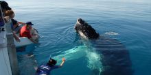 Hermanus Whale Watching Expedition