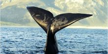 Southern Right Whale watching is a highlight in Hermanus