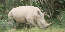 Lucky guests can see White Rhinos on safari drive from SpionKop Lodge
