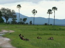 Wild dogs resting at Katuma Bush Camp, Katavi National Park, Tanzania