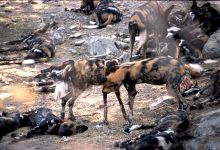 Wild dogs feeding at Selous Impala Camp, Selous National Park, Tanzania