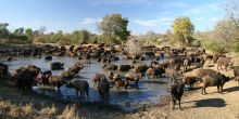 A wildebeest herd at the watering hole at Chapungu Luxury Tented Camp, Thornybush Game Reserve, South Africa