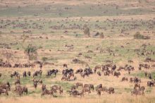 Wildebeest Migration in the hills