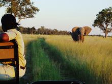 Elephant spotted on a game drive at Xaranna Camp, Okavango Delta, Botswana 