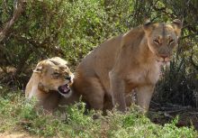 Lions at Xaranna Camp, Okavango Delta, Botswana 