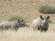 Rhinos at Xaranna Camp, Okavango Delta, Botswana 