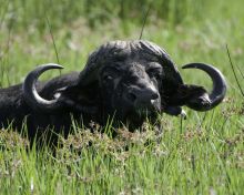 Buffalo submerged at Xigera Camp, Moremi Game Reserve, Botswana (Dana Allen)