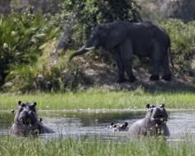 Hippos and elephants relishing the delta's waters at Xigera Camp, Moremi Game Reserve, Botswana (Dana Allen)
