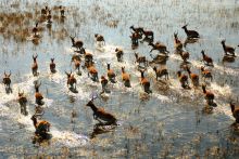 A lechwe herd running through the delta waters at Xudum Okavango Delta Lodge, Okavango Delta, Botswana 