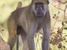 Yellow baboon- Kalamu Lagoon Camp, South Luangwa National Park, Zambia Â© Caroline Culbert