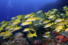 A school of yellowfish at Pole Pole Bungalow Resort, Mafia Island, Tanzania