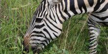 A zebra at Mantana Lake Mburo Camp, Lake Mburo National Park, Uganda