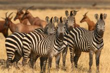 A stunning cluster of stripes at Katuma Bush Camp, Katavi National Park, Tanzania