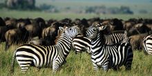Wildebeest migration at Serengeti Wilderness Camp Central