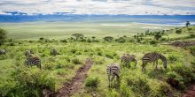 Safari in the Ngorongoro Crater