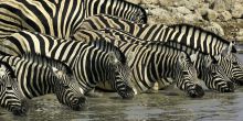 Zebras drinking